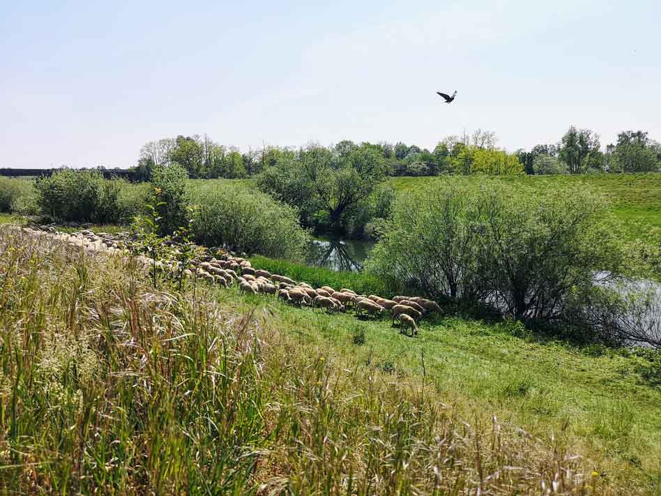 500-Schafe-grasen-an-der-Lippe-Dorsten