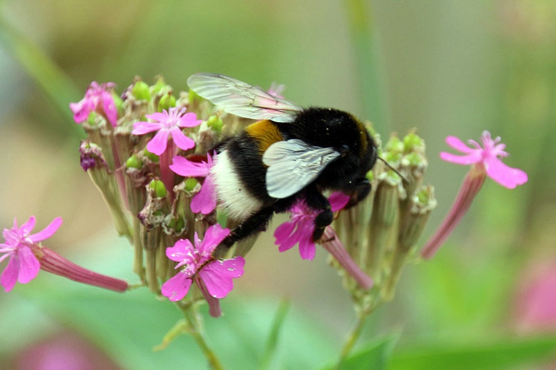 Hummel
