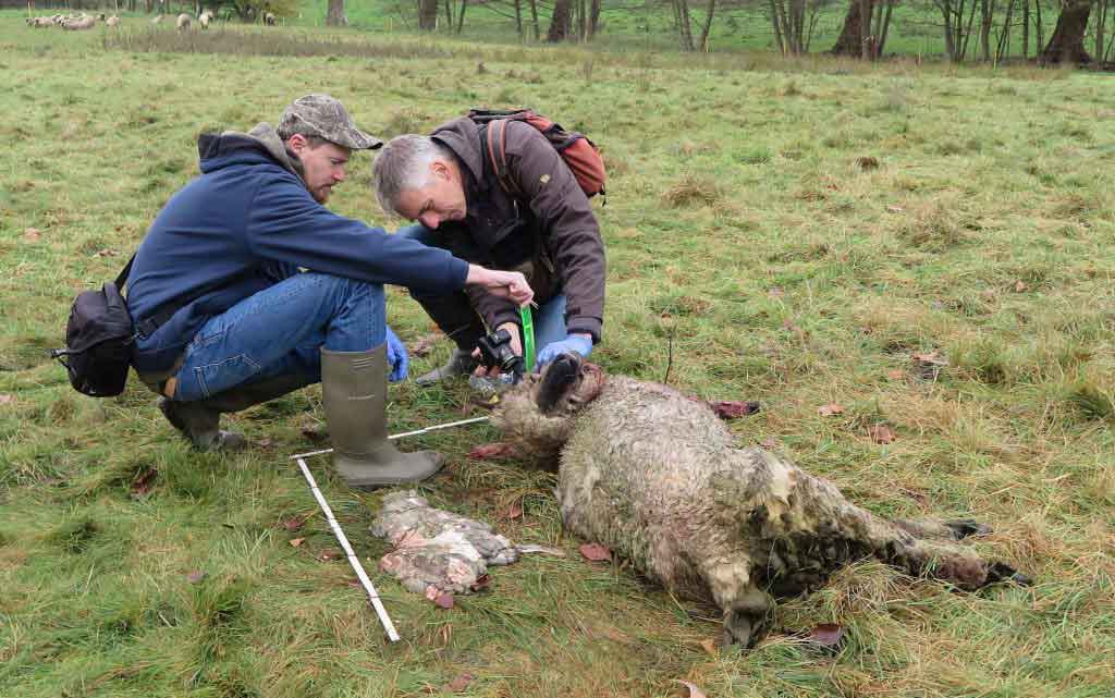 Wolf-Schermbeck-Rissaufnahme-