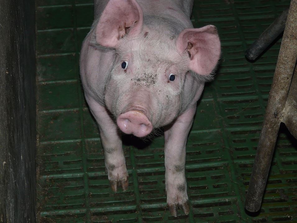 Tierhaltung billigfleisch Tierwohl NRW