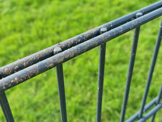 Wolf-überspringt-1,90-Meter-Zaun-in-Dinslaken