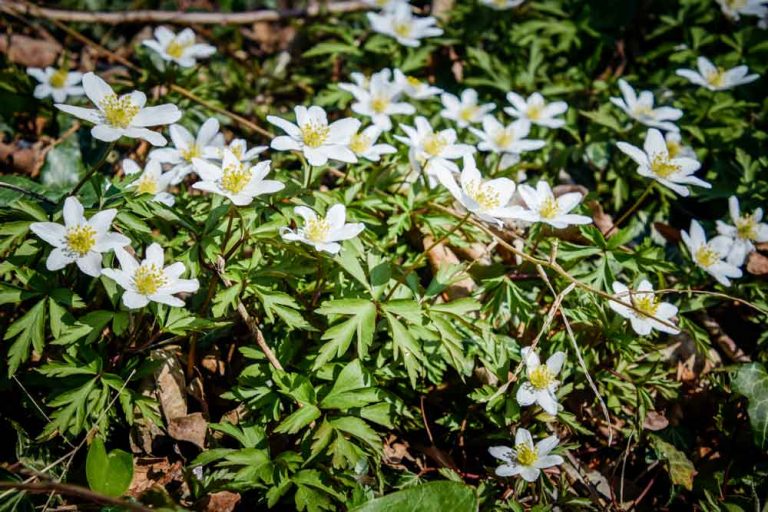 Pflanzen des Frühlings im Fokus vom Bioblitz