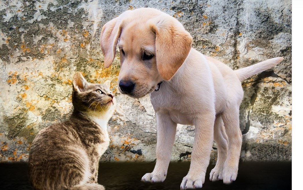 Giftig für Hund und Katze