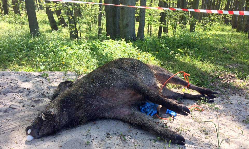 Schweinepest-NRW