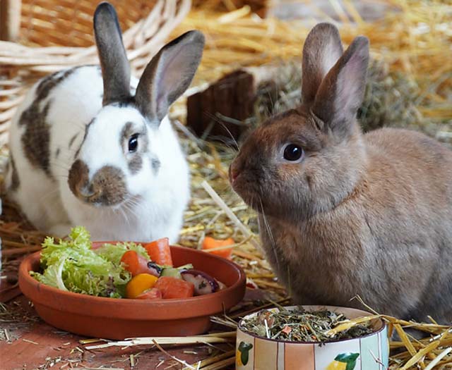 Tier der Woche: Watson und Blume