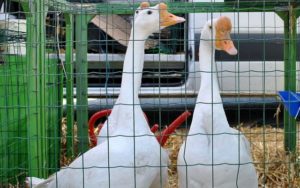 Tiermarkt Lembeck 2022