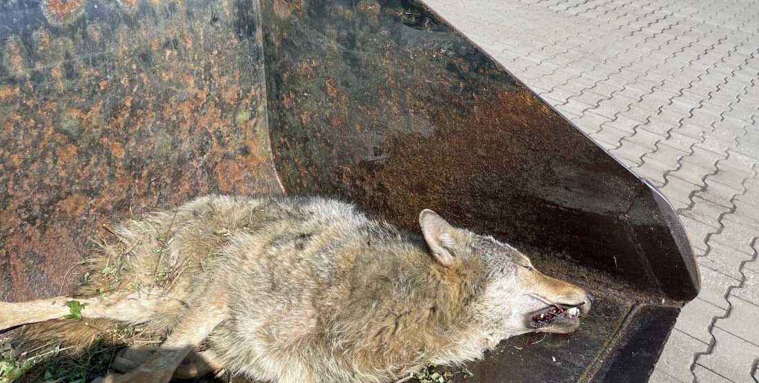Toter Wolf Dorsten