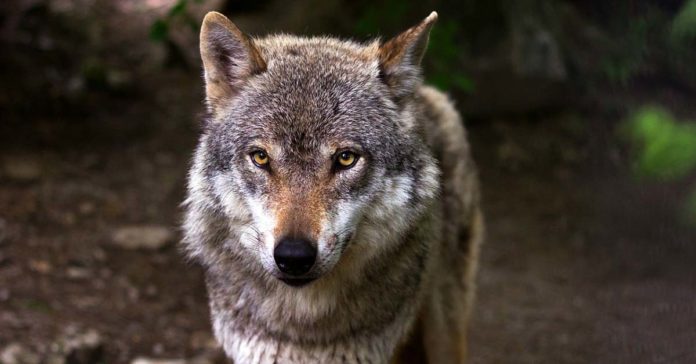 Toter Wolf Dorsten