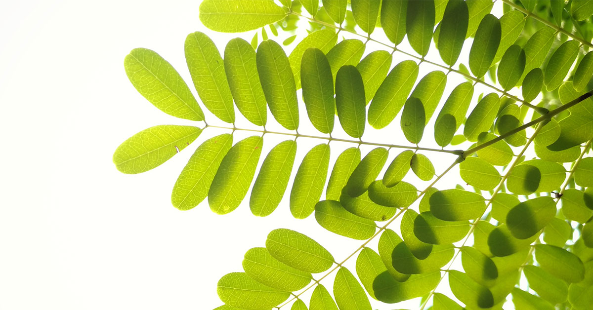 Bewässerungsbeutel