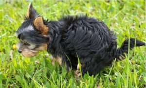 Kontrolle Dorsten Hundekot Ordnungsdienst