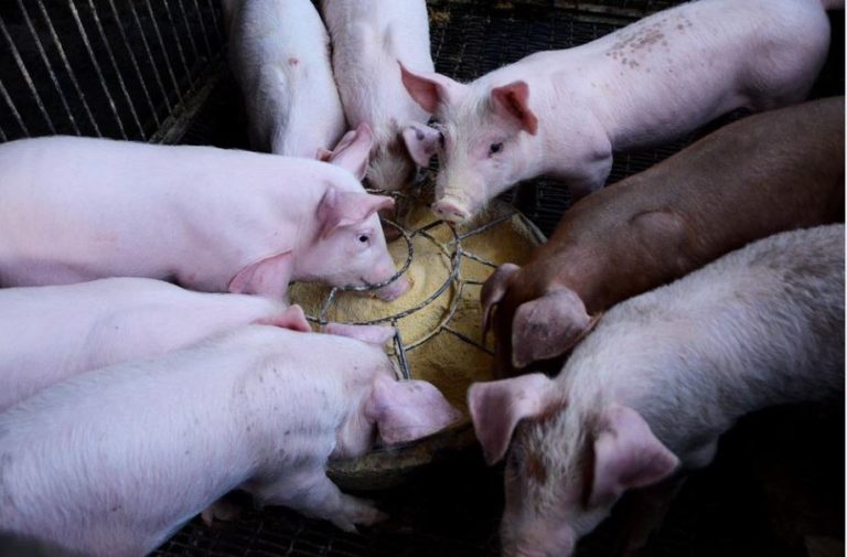 Mastschweine in Schermbeck verendet
