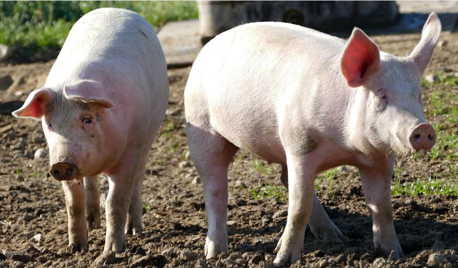 Schweinepest Hausschweine