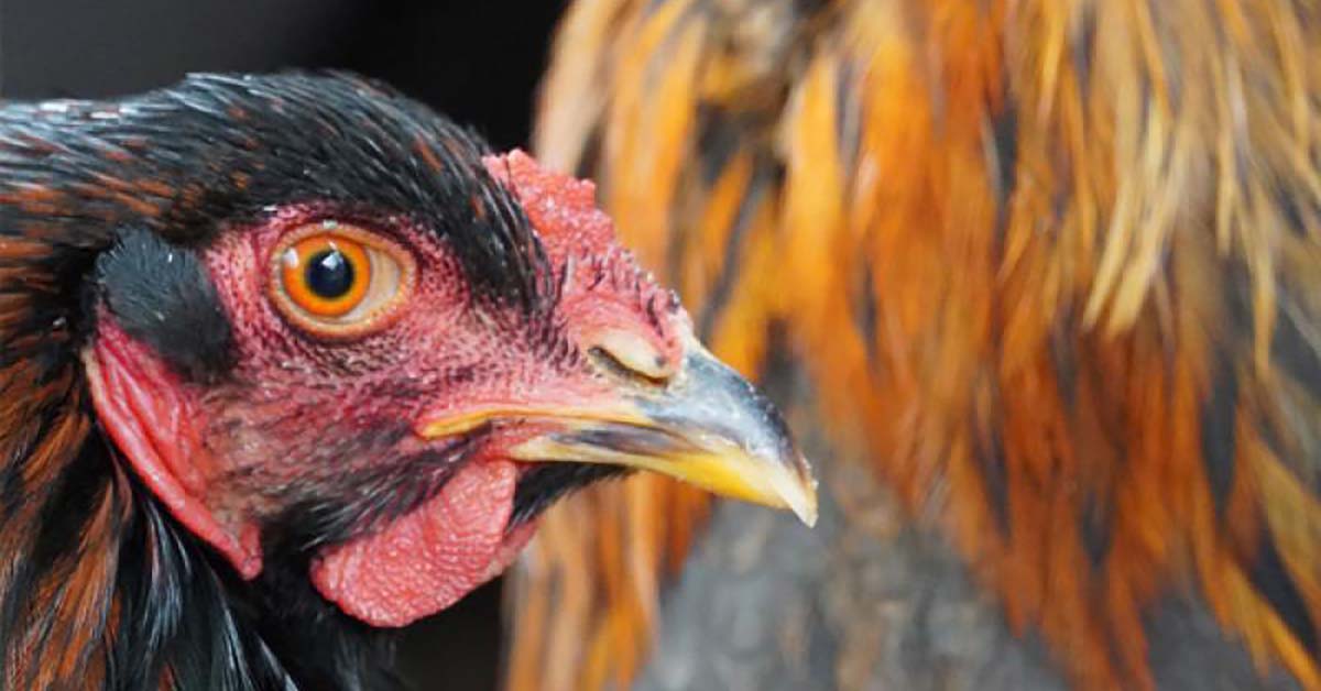 Tier der Woche Brahma Hähne