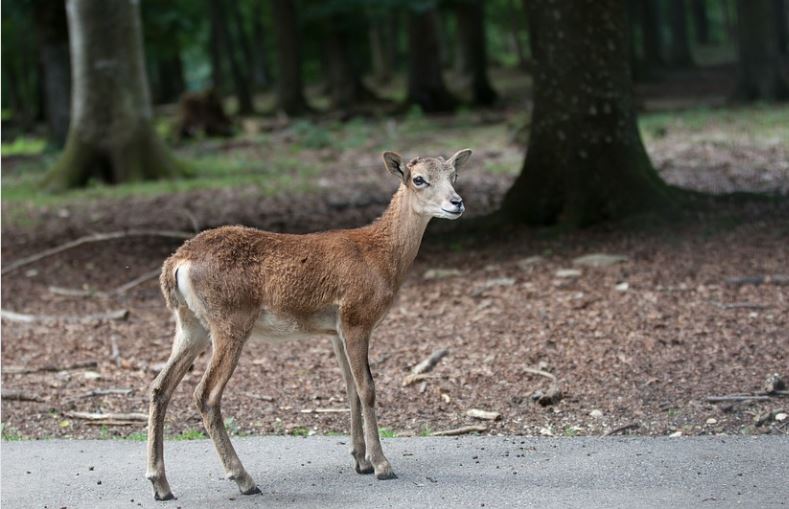 Wildwechsel Wildunfall