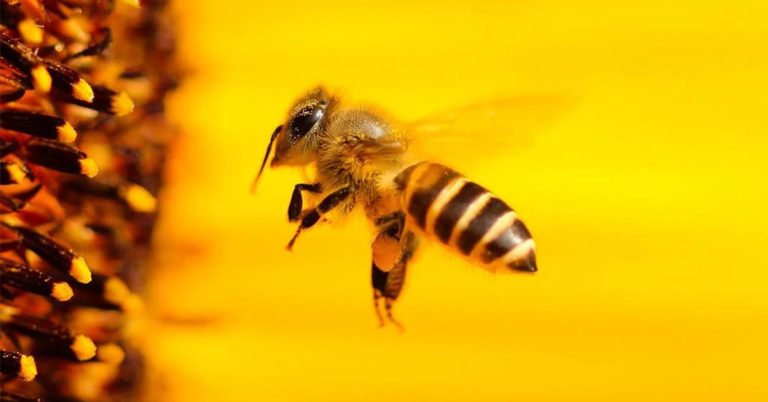 Faulbrut bei Bienen in Lembeck