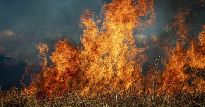 Feldbrand Feuer Gras