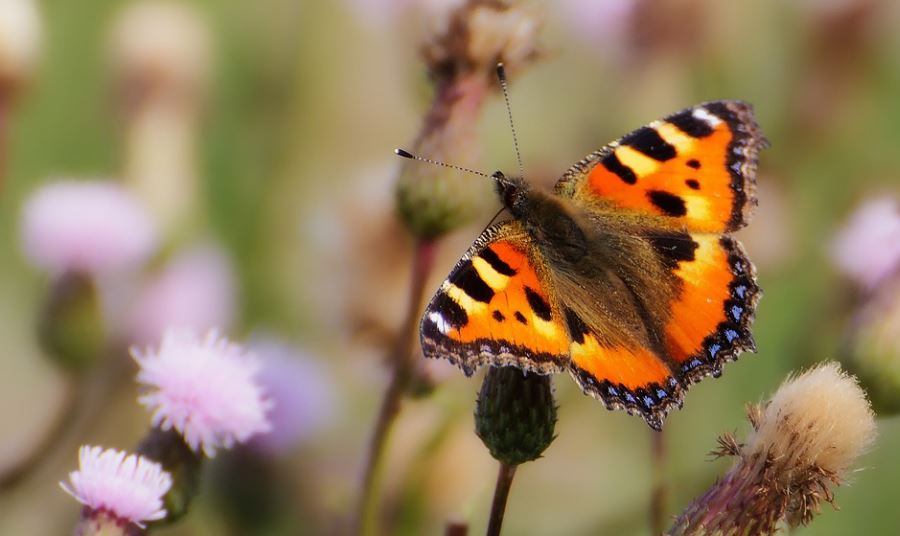 Schmetterling Kleine Fuchs