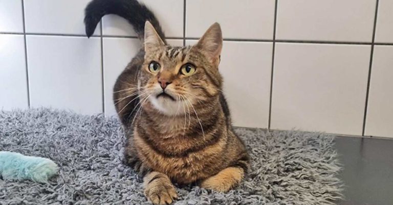 Tier der Woche Leo