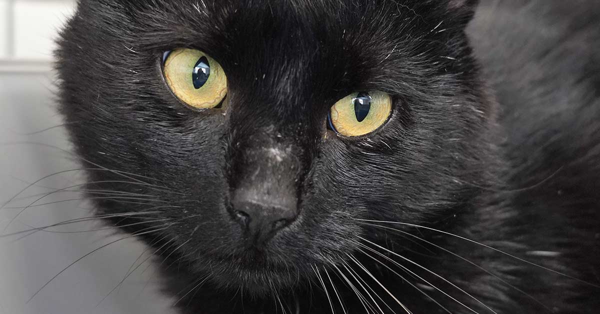 Tier der Woche Lupin