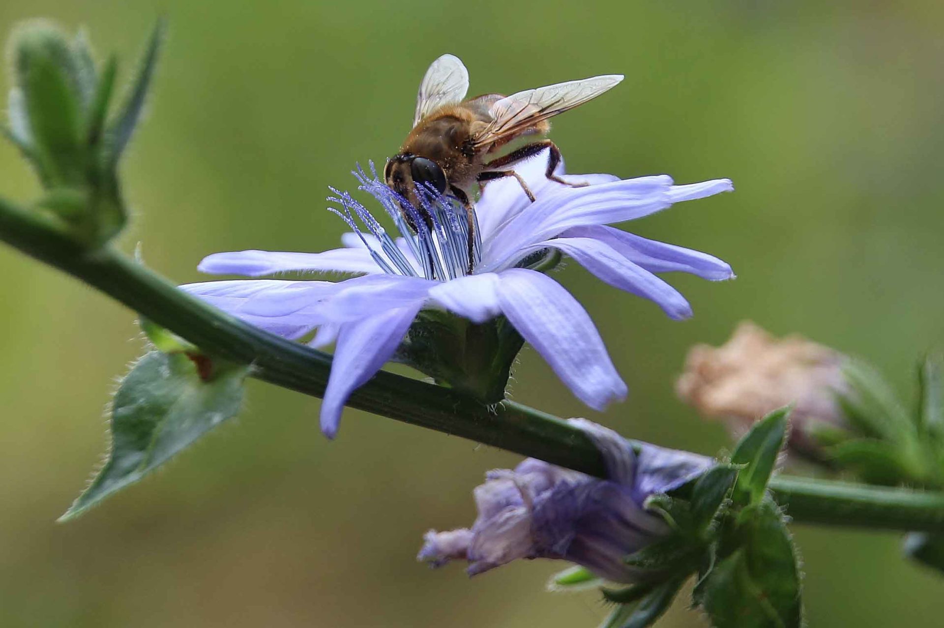 Wegwarte--Wild--und-Heilpflanze