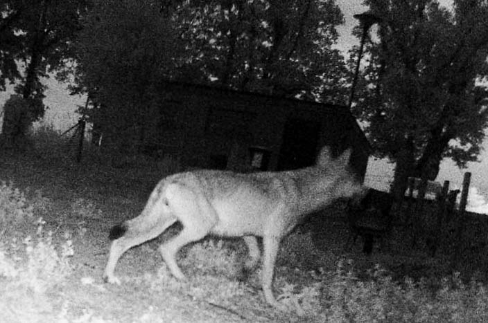 Wolf Rudel Schermbeck in Kirchhellen
