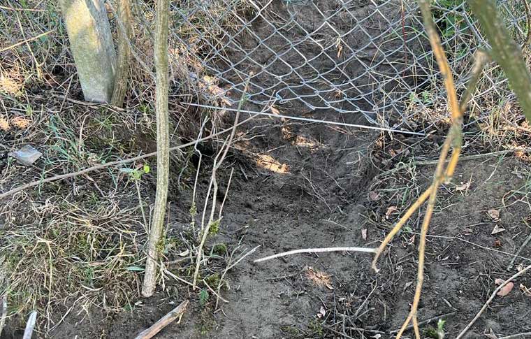 Wolf-untergräbt-Zaun-Flora-Welt-Dorsten