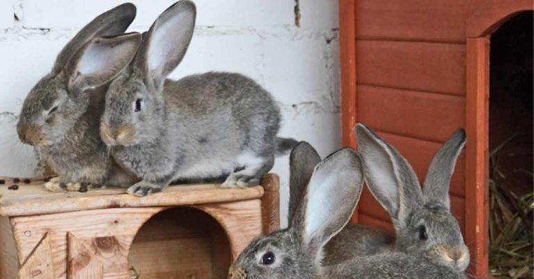 Tier der Woche Kaninchen