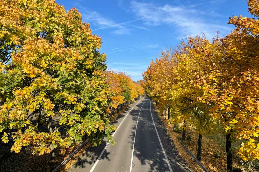 Herbstlaub