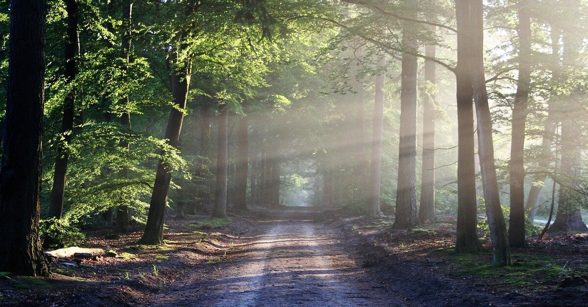 Wald, Bäume