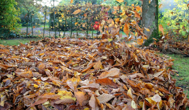 Herbstlaub