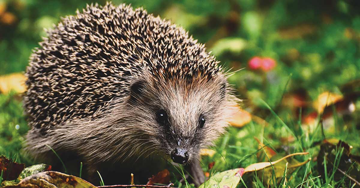 Garten im Herbst Igel
