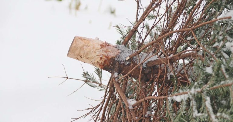 Abholtermine 2023: Wann muss der Weihnachtsbaum raus?