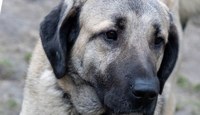 Kangal-Hündin-Tierheim-Dorsten