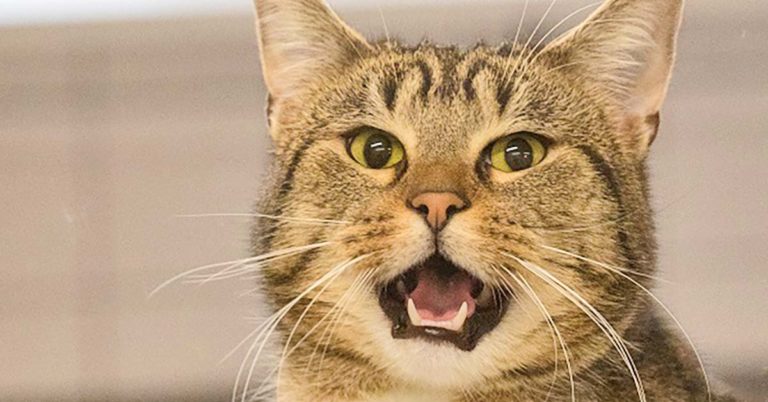 Tier der Woche Timber