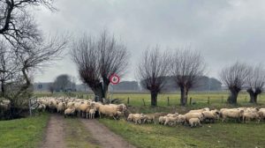Wolf-reisst-16-Schafe-in-Rhade-bei-Dorsten