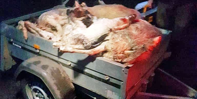 20-tote-Schafe-und-Lämmer-in-Lembeck-durch-Wolf-