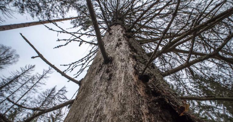 Waldzustandsbericht Waldschaden Fichte Hohe Mark