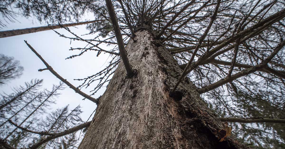 Waldzustandsbericht Waldschaden Fichte Hohe Mark