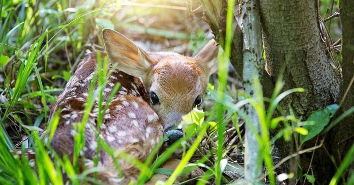 Rehkitz Rehe Tierkinder
