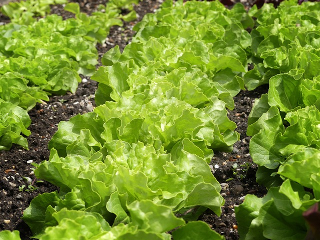 Marktgarten Salat