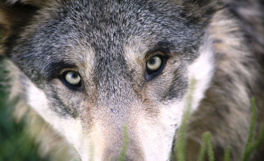 Wolfsgebiet Westmünsterland Dämmerwald