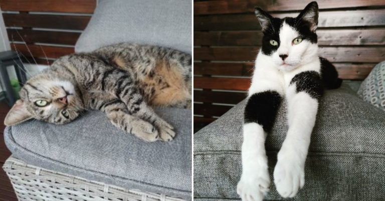 Tier der Woche: Panda und Cato 