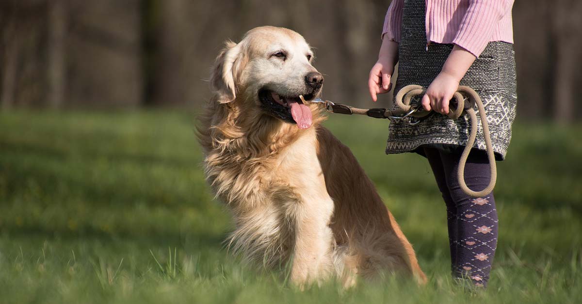 Hund Hunde Gassi Hundekot