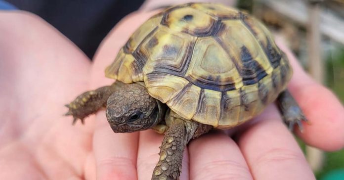 Schildkröte Schildkrötenauffangstation