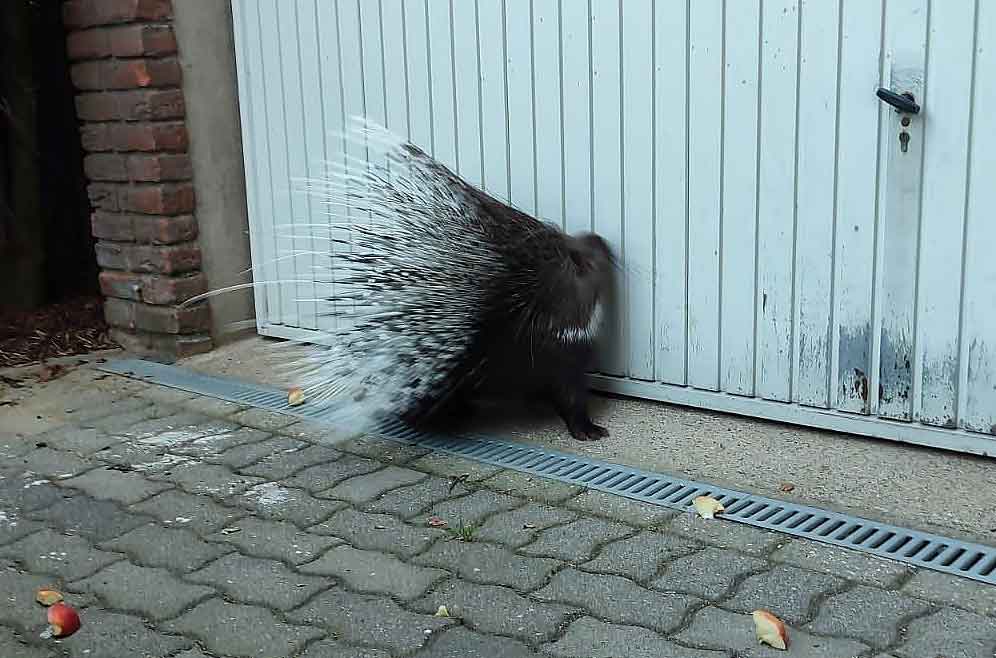 Stachelschwein-in-Dorsten-gesichtet