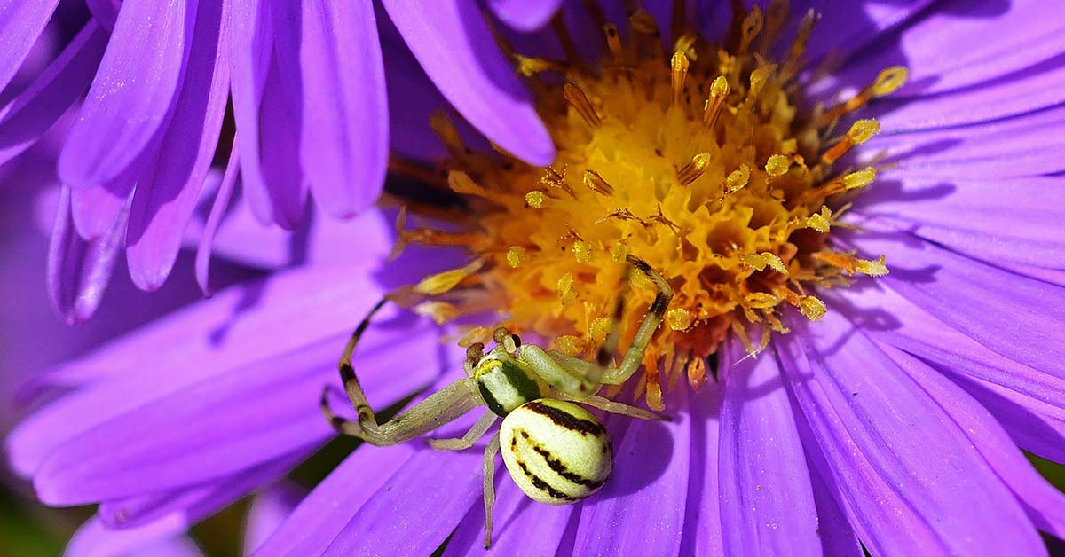 Krabbenspinne Spinne