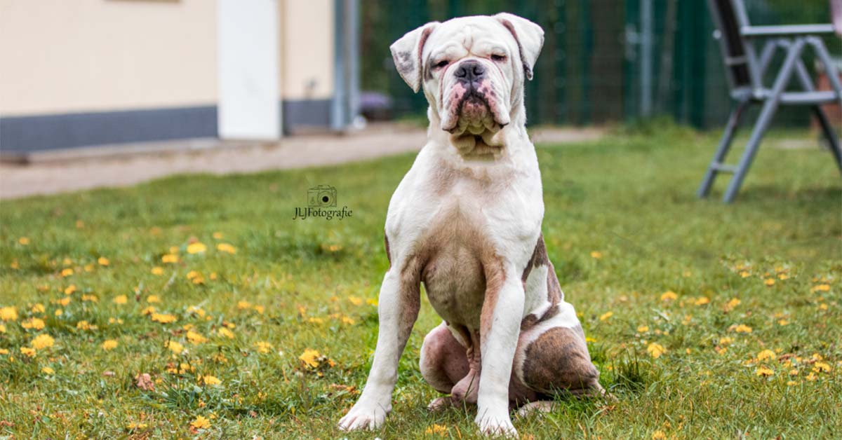 Tier der Woche Attila