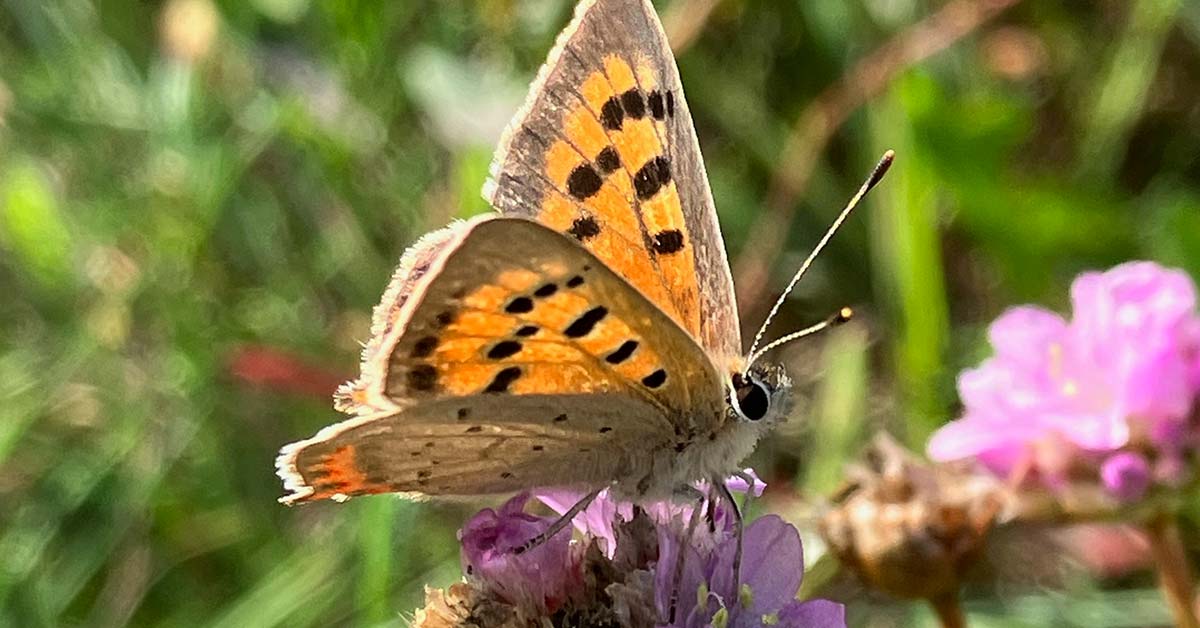 Schmetterling Falter Bioblitz