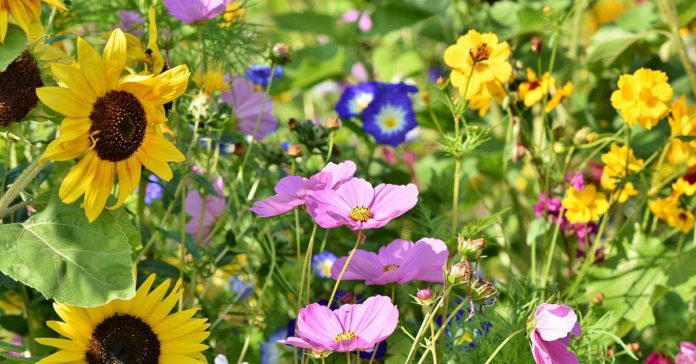 Wildblumen