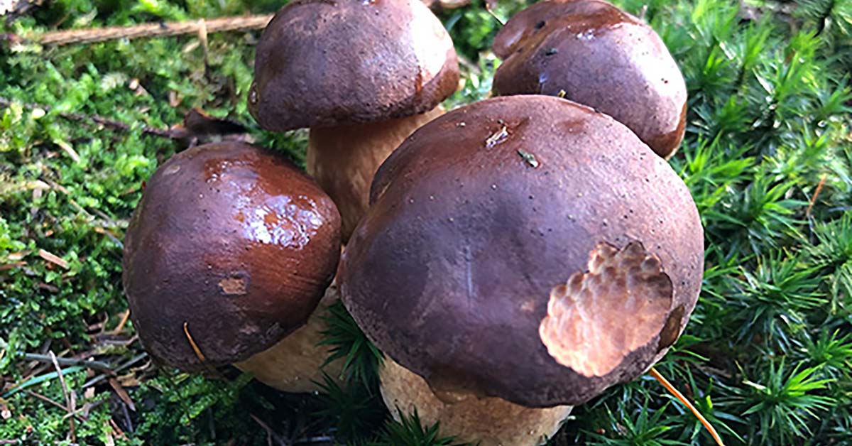 Pilze Herbst